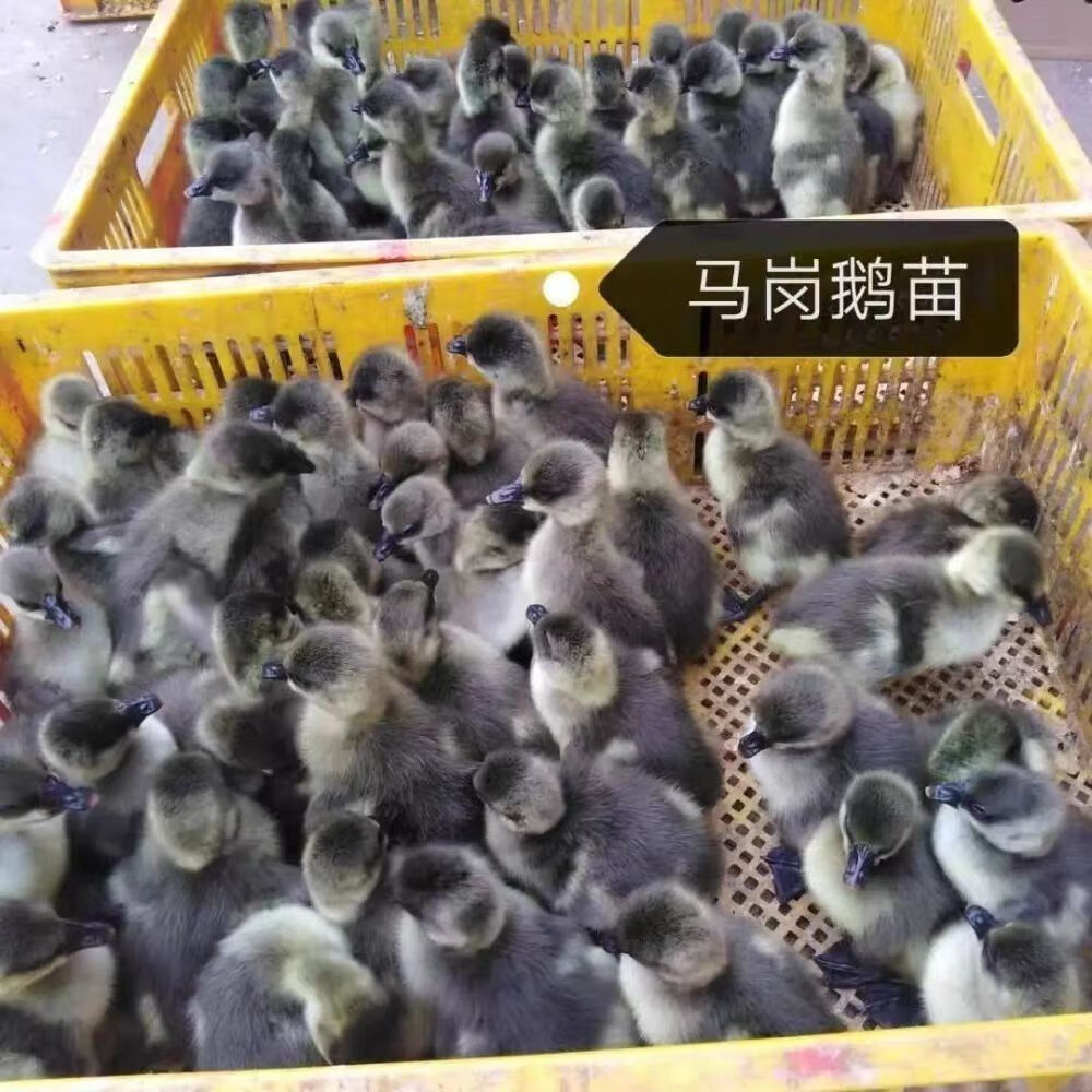 广东马岗鹅黑棕鹅白鹅灰鹅批发养殖 买10 6【发16只 3-5两】公母可选