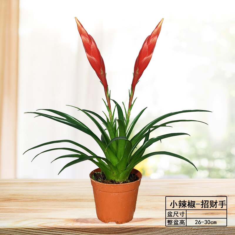 璟梵小辣椒招财手盆栽植物鸿运当头办公室桌面四季好养绿植花卉室内花