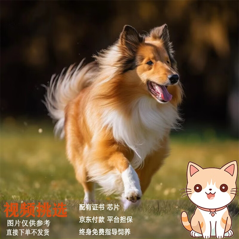 梦茜儿纯种苏格兰牧羊犬幼犬活体中型苏牧犬适合家养喜乐蒂宠物狗狗幼