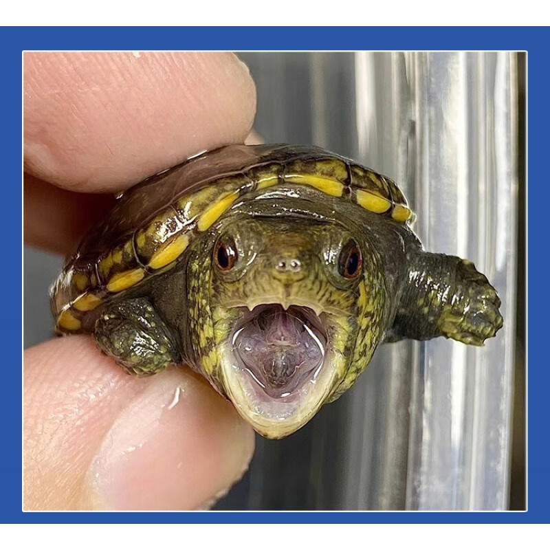 oimg【窄桥蛋龟】高端【蛋龟】活物活体乌龟亚成自产自销龟苗 蛋龟(全