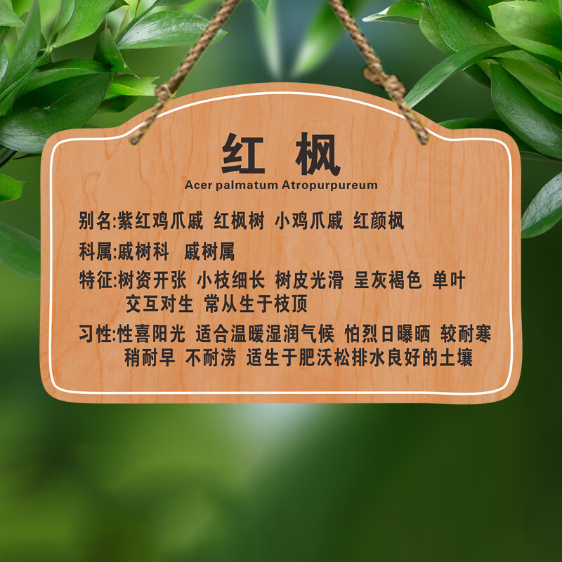 山顶松 花草标识牌 亚克力树牌挂牌 定制树名信息 名称介绍铭牌 景区