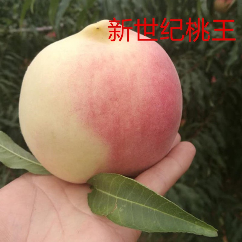 子豪缘果树苗桃树苗 新世纪桃王树苗 新世纪桃树苗 新世纪桃苗 5年苗