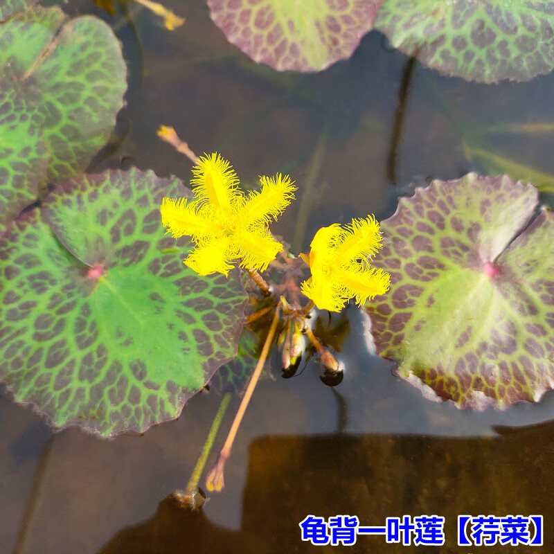 龟背一叶莲荇菜水培植物花卉鱼缸水生水草盆栽室内阳台造景绿植 龟背