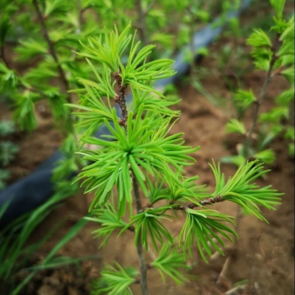 江影清金钱松树苗丛林盆景素材苗庭院绿植景观风景树金钱松树 丛林