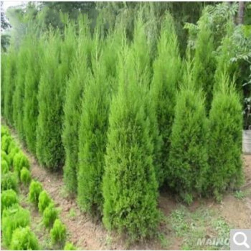 仟草集清明墓地绿化柏树苗扫墓树苗松柏 柏树 蜀桧柏树苗宝塔松 塔柏