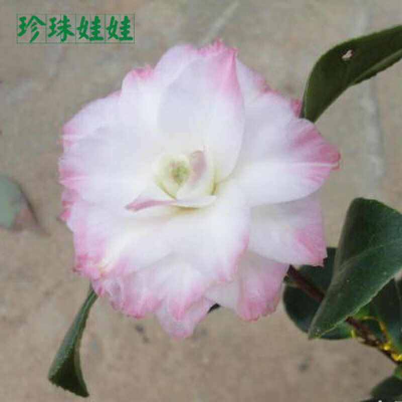 树苗盆栽带花苞花卉观花植物室内好养四季开花不断香妃茶花 珍珠娃娃