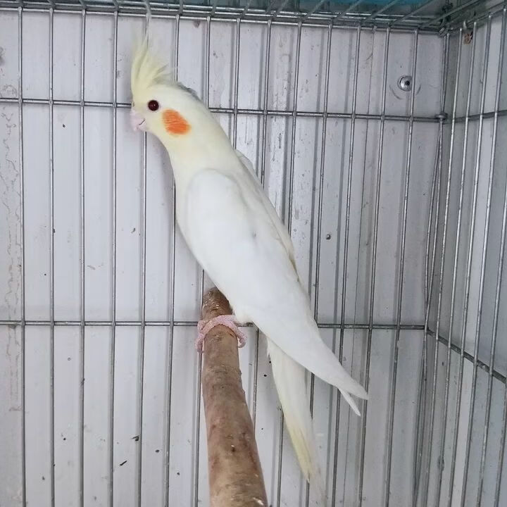 鹦鹉活物鹦鹉活玄凤鹦鹉黄化鹦鹉说话鸟亲人宠物鸟观赏鸟活鸟家养