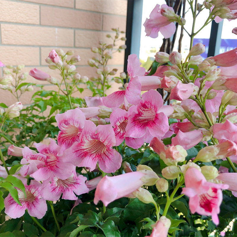 【30-50cm高】不含盆 【凌霄花】粉色花