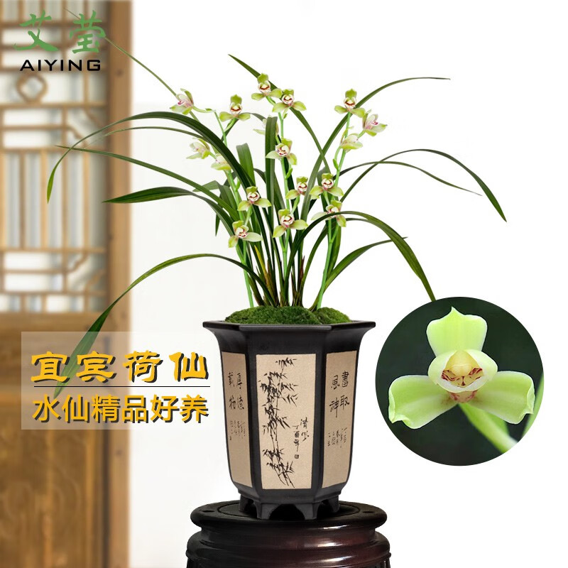 艾莹建兰花苗 水仙瓣宜宾荷仙 现带花苞出售实惠好养花卉盆栽草 2苗