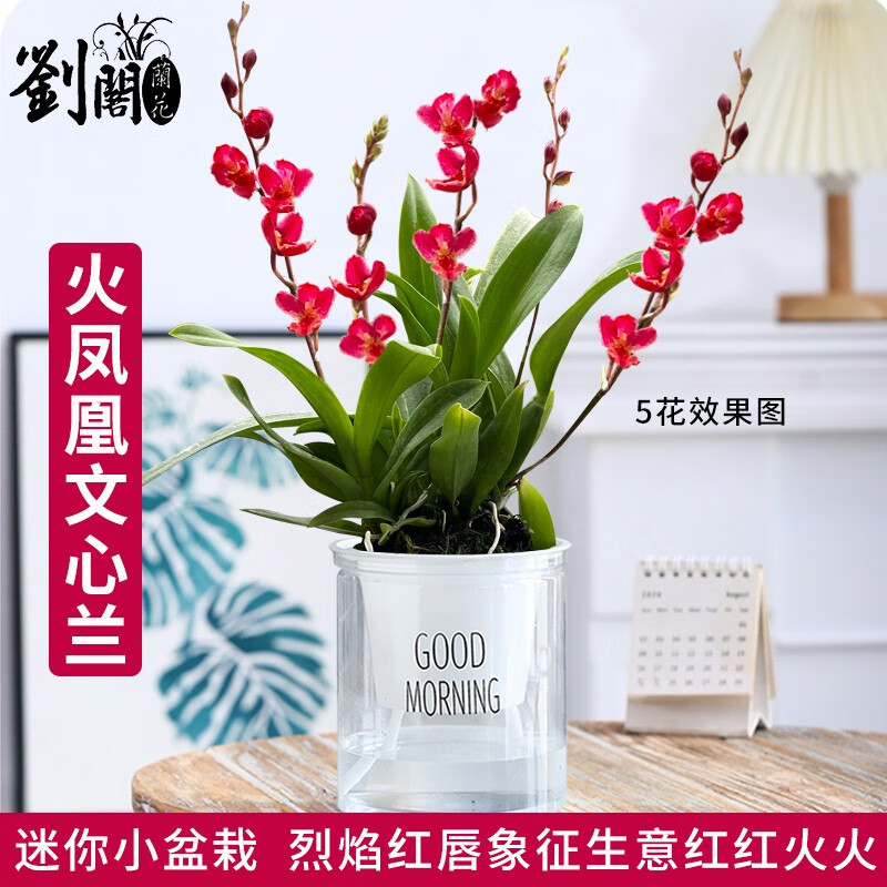 劉閣蘭花兰花苗 香水文心兰 带多花苞出售浓香桌面室内外迷你盆栽花卉