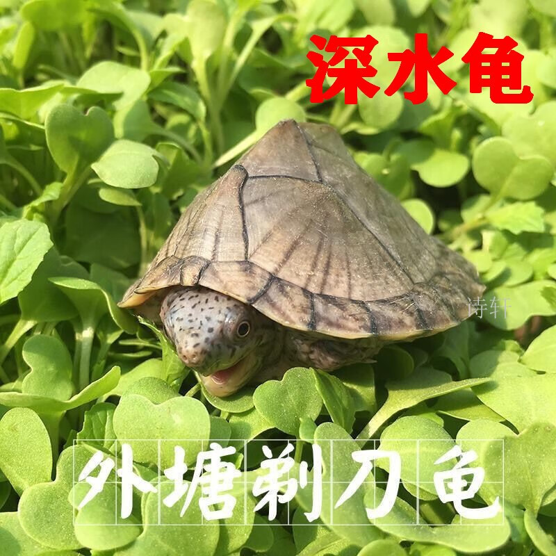 怎么查看异宠活体历史价格|异宠活体价格走势