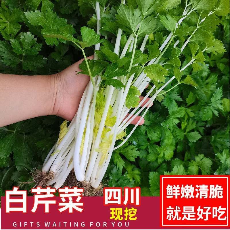 良知农哥四川白芹菜 老品种现挖香芹菜细芹菜水芹菜 1斤