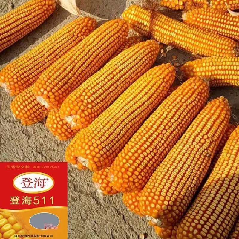 禾之润登海511春夏播第苞米种丰产玉米种子大全一矮杆红轴抗名南方