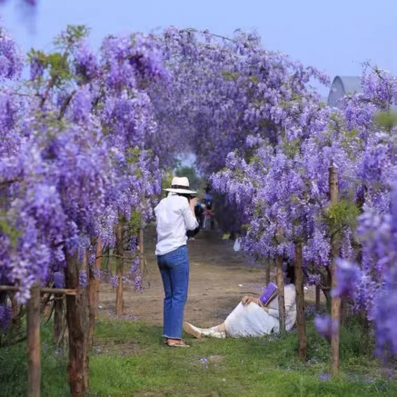紫藤 相关京东优惠商品推荐降序排行榜 价格图片品牌优惠券 虎窝购