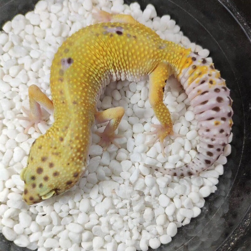 豹纹守宫活体宠物蜥蜴爬宠新手入门品种 橘子 发苗子8cm左右长度