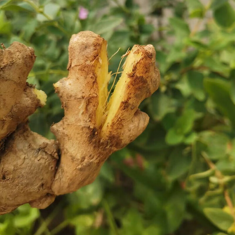 焦作博爱土姜500克清化生姜姜糖膏原料期城老姜怀庆姜新鲜月子姜 实惠装 3斤