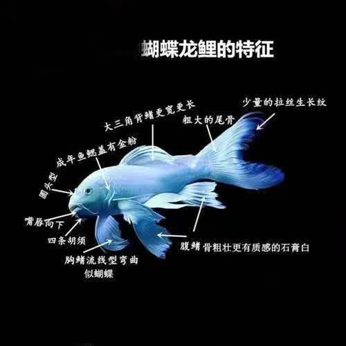 少羽蝴蝶鲤小鱼活体短身贵妃龙鲤白纯种大尾冷水鱼锦鲤鱼 普身7-9cm5