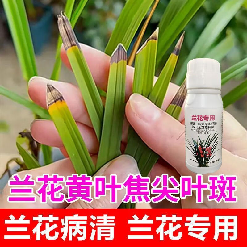 勇冠兰花专用杀菌药黑斑病叶斑病根腐软腐病炭疽病兰花病专用杀菌药