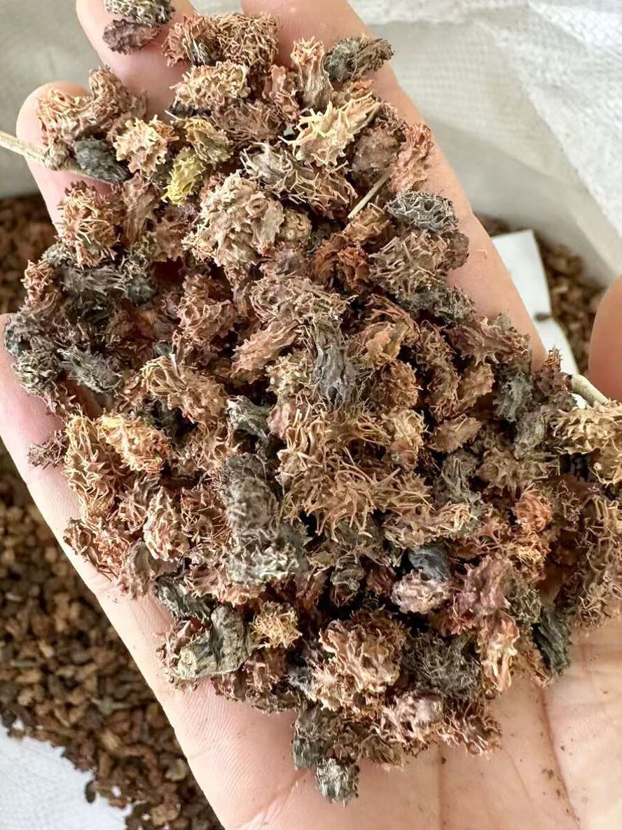 芗苒沙拐枣种子四季播种用种籽籽 沙拐枣种子一斤