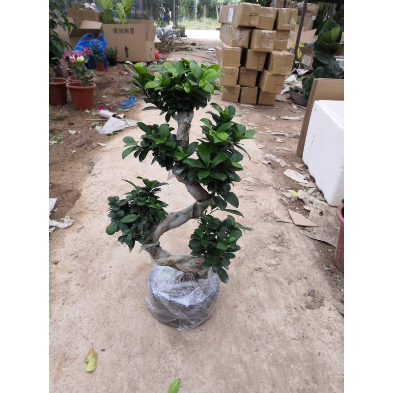 人参榕造型盆景 室内阳台花卉盆栽 植物地瓜榕易养易活榕树老桩 营养