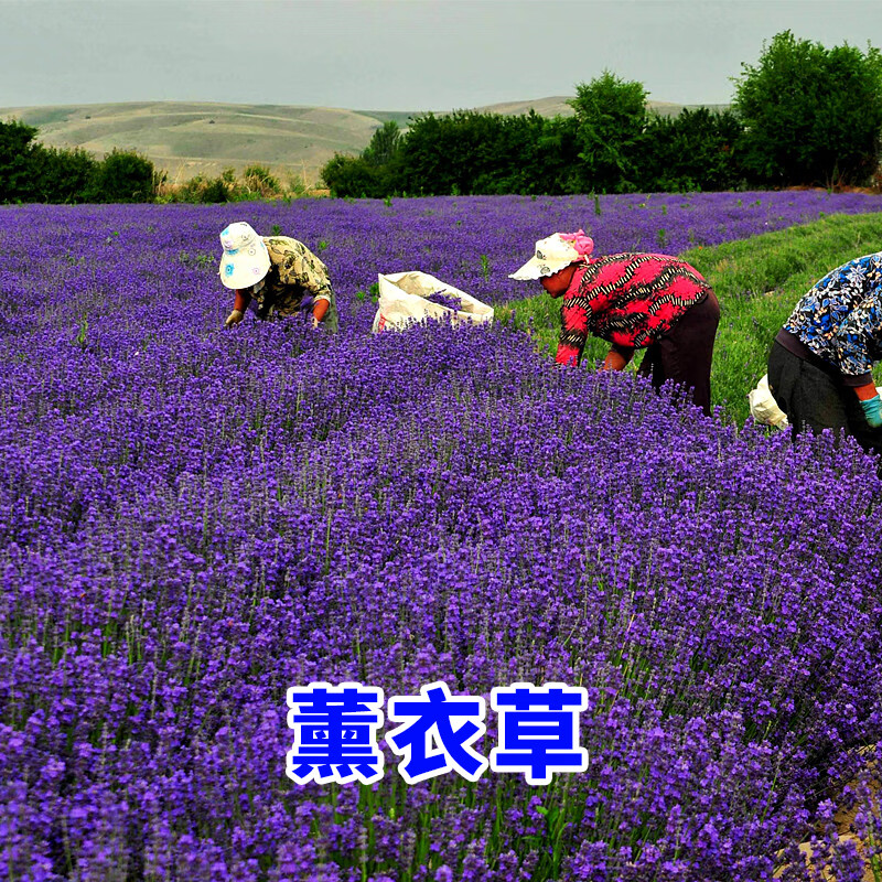 碧鼎薰衣草种子四季阳台庭院盆栽花卉植物花籽多年生耐寒易种活草花种