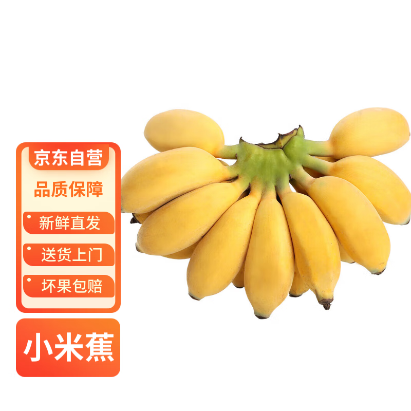 礼京果觅广西正宗小米蕉新鲜香蕉粉糯香蕉 带箱6斤 净重5斤以上