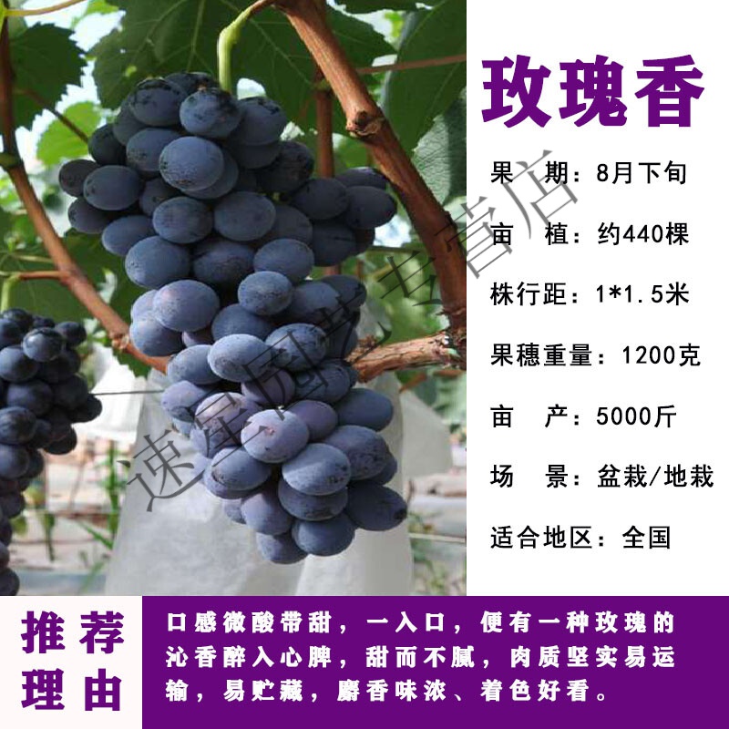 爬藤阳光玫瑰葡萄树苗北南方种植果树果苗 玫瑰香10年苗【结果大苗】