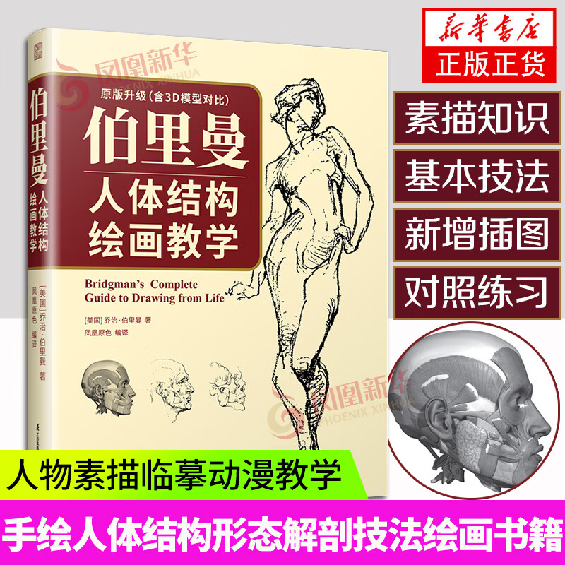 伯里曼人体结构绘画教学