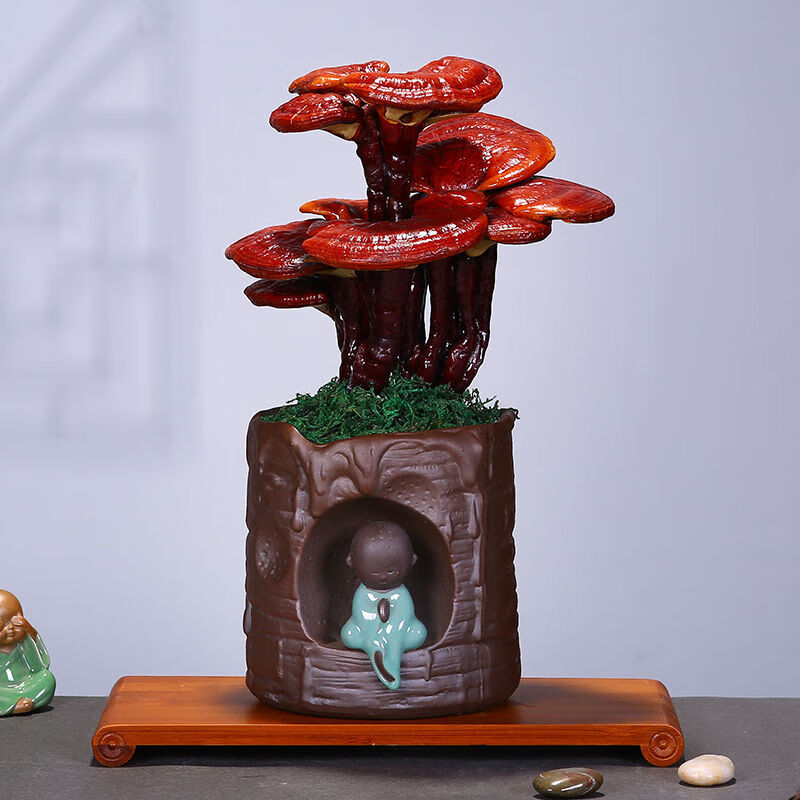 灵芝盆景干体盆栽室内办公桌面观赏美观赤灵芝摆件开业送礼植物 双层