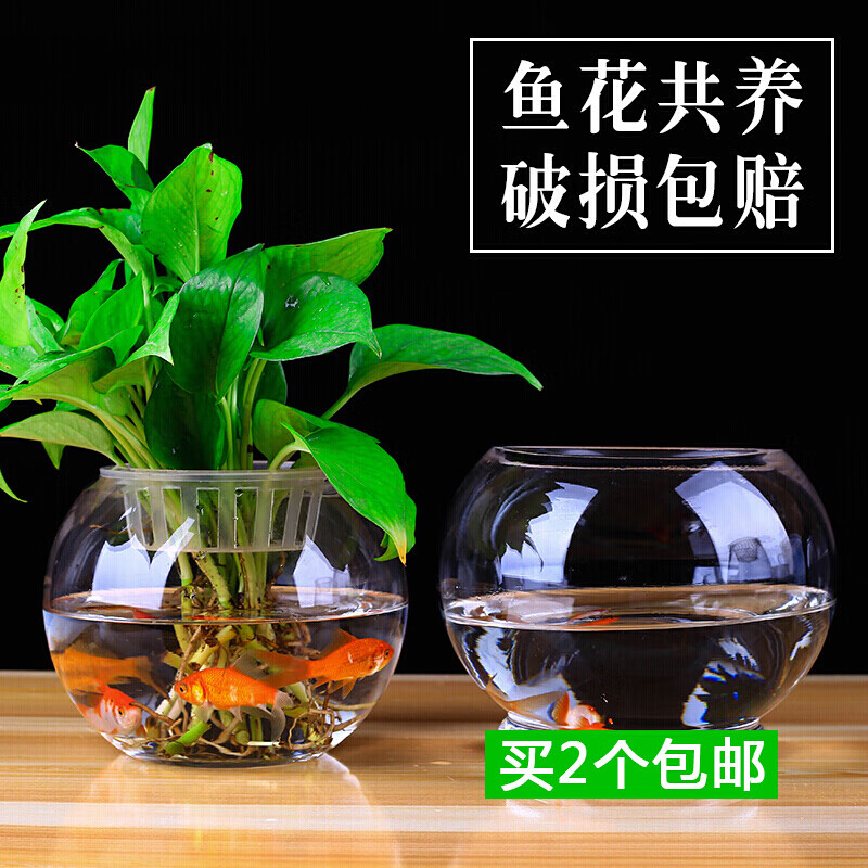 玻璃水培植物花瓶花盆 大号容器透明恐龙蛋水养绿萝花瓶鱼缸器皿 玻璃圆球+定植篮 大号
