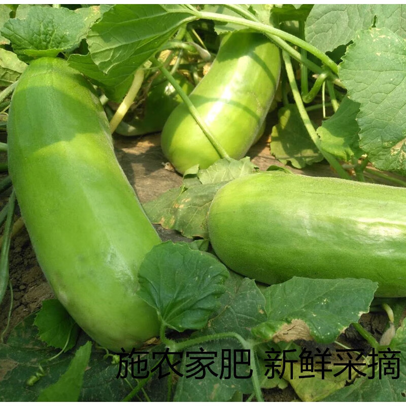 颜曼箐山东捎瓜安丘烧瓜稍瓜不甜脆瓜水果青龙菜瓜顺丰 3斤 老味道捎