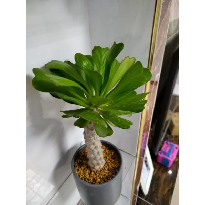 植果缘扇贝麒麟 多肉植物大戟科属耐旱绿植 室内外好养带土球好养