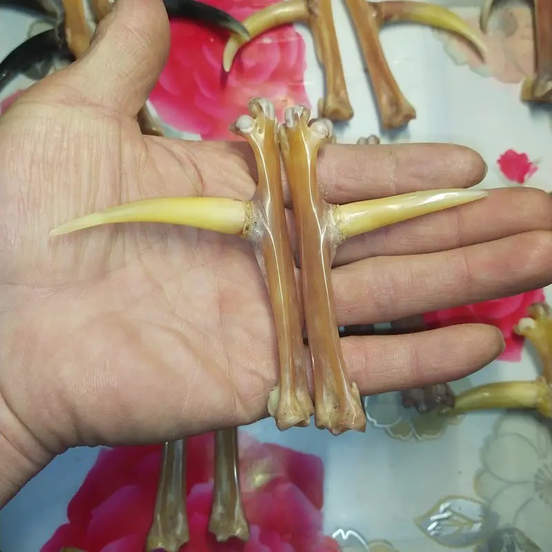 文玩鸡蹬子 鸡爪骨手把件鸡蹬骨子鸡爪骨把件老鸡拐子抓钱手文玩骨