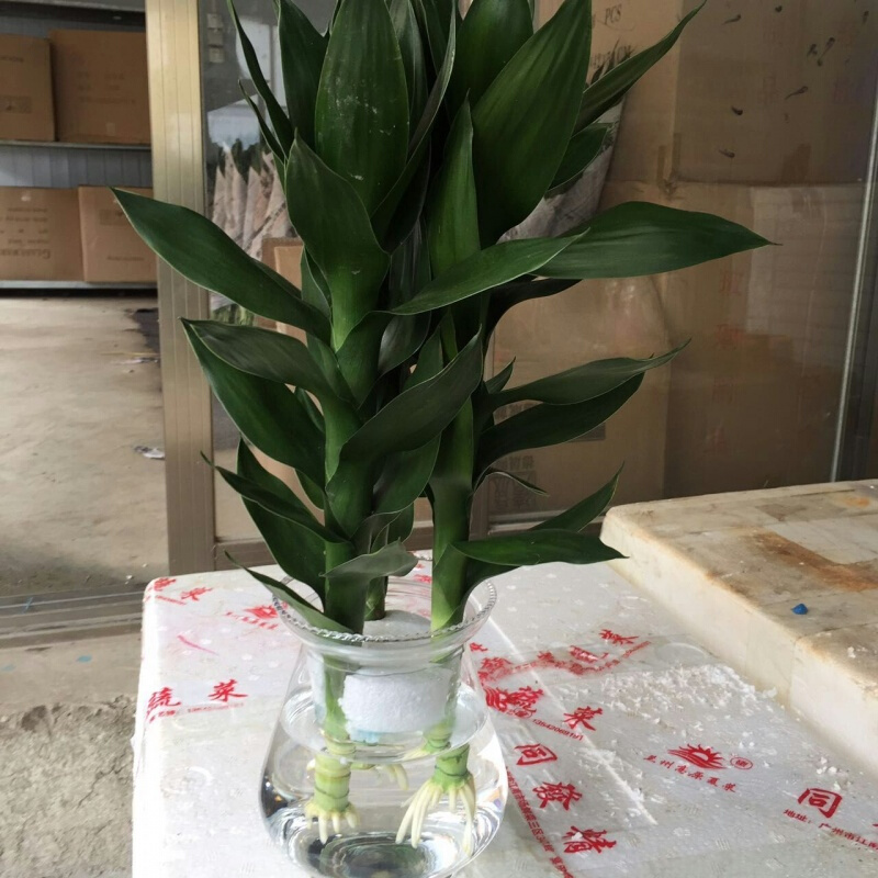 周金祥水培观音竹富贵竹转运竹绿植植物好养盆栽办公室开运室内花卉