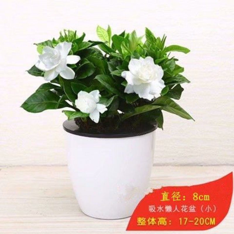 COZOK  大盆栀子花盆栽带花苞水培室内阳台桌面绿植花卉绿植除甲醛净空气 小盆栀子花+小白白吸水盆【肥料包】