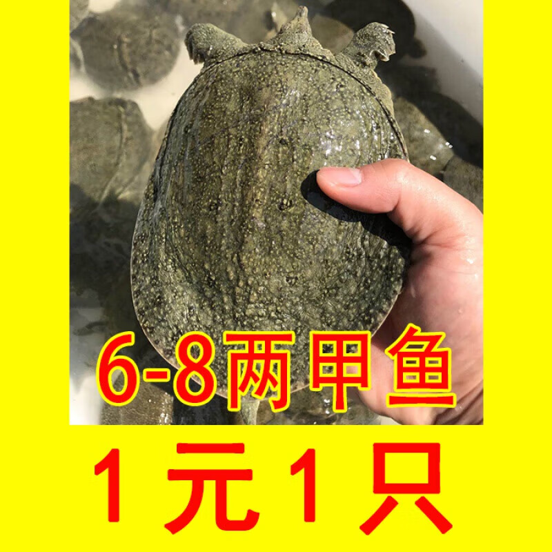 外塘甲魚苗活體小甲魚童子鱉放養(yǎng)養(yǎng)殖放生鱉半斤水魚團(tuán)魚甲魚食材 7-9兩 外塘小甲魚(10只裝) 300g