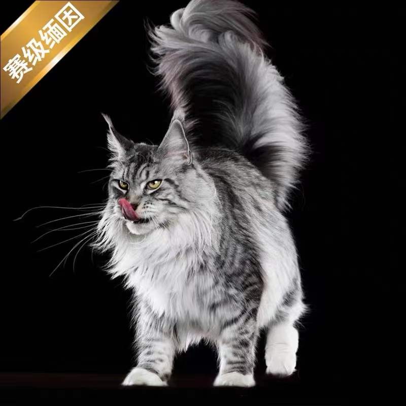 佳朔宠物 签合同包30天纯种大体型银虎斑缅因猫活体幼猫崽宠物猫巨型