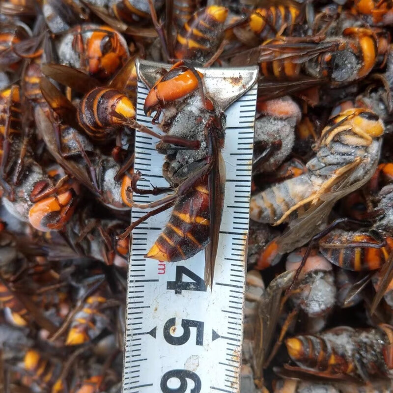 活虎头蜂泡酒,风湿泡酒药材,新鲜金环虎头蜂500g野生虎头蜂 1斤红娘