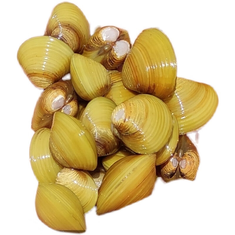 穗桓溪蚬黄金蚬小河蚌河蚬活体淡水冷水原生宠物小型水族除藻观赏