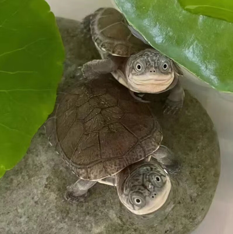 奶萝外塘养殖西非侧颈龟苗宠物活体沼泽侧颈深水蛋龟热带网红造景乌龟