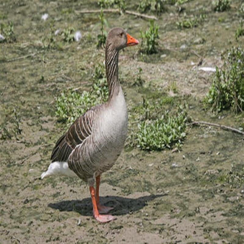 灰鹅苗活苗雁鹅苗朗德鹅苗大体型狮头鹅苗三花鹅苗四季鹅苗活体 杂交