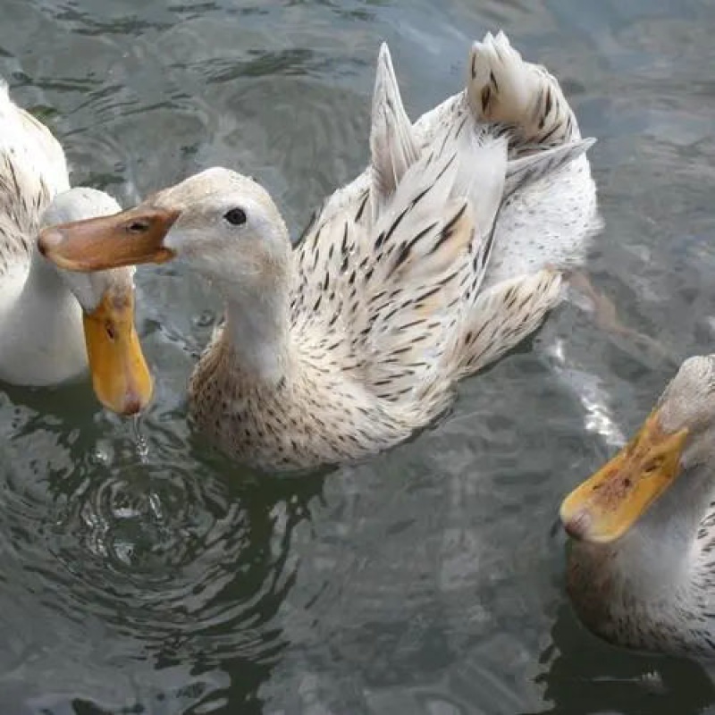 淼然阁小鸭苗家养小鸭子批发小鸭子活物农村鸭苗批发宠物 家养土鸭苗