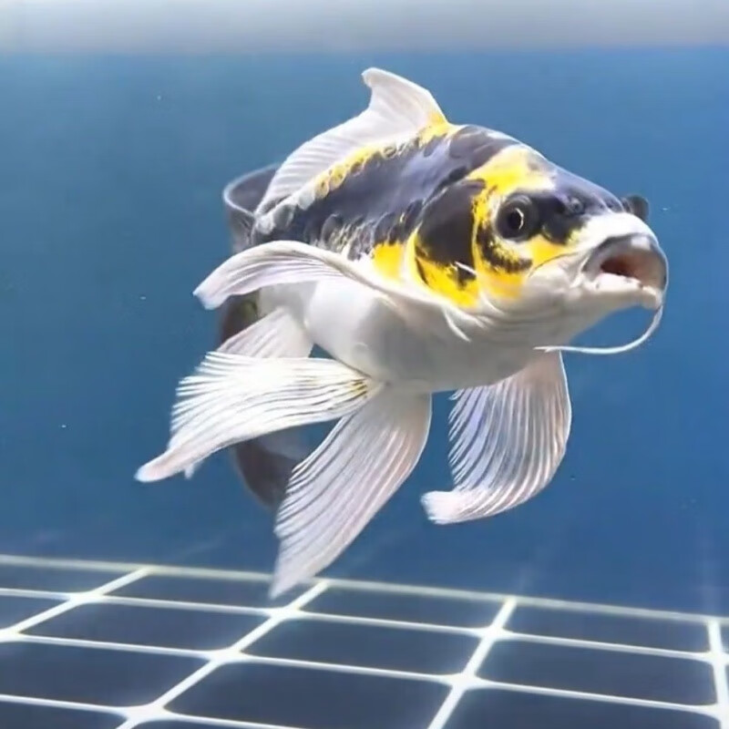 蝴蝶鲤球体球形短身锦鲤冷水鱼耐活耐寒淡水观赏鱼 黑金玛雅短身1条(4