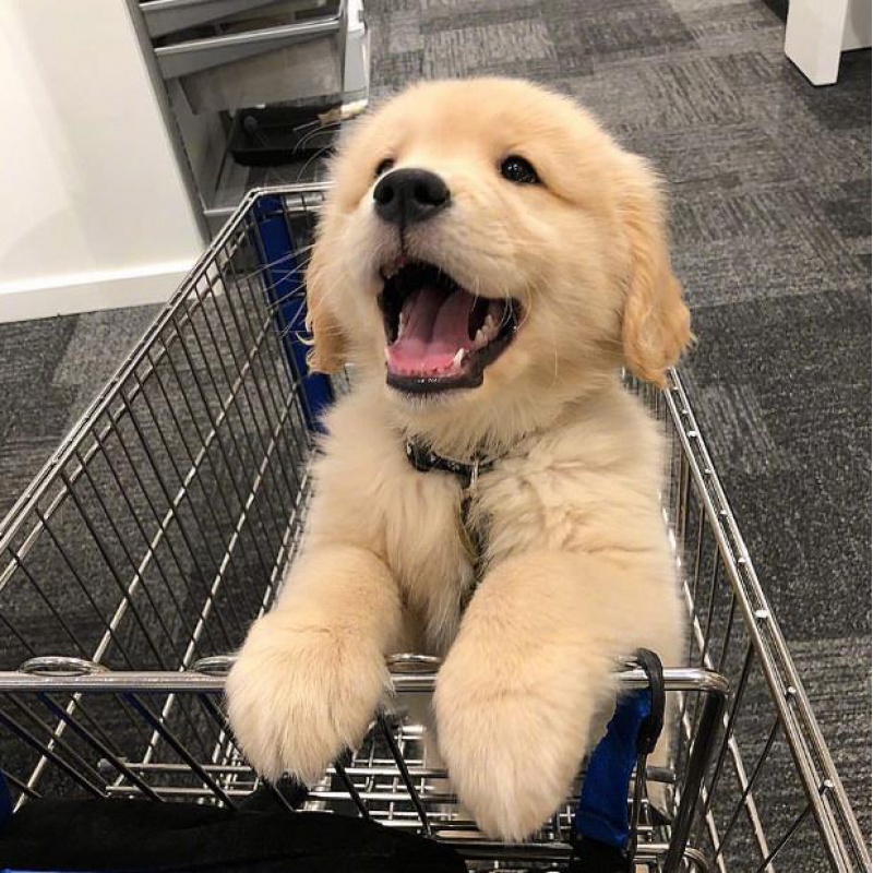 荣郁  纯种金毛幼犬活体金毛犬家养金毛狗大骨架枫叶红金毛犬活体宠物