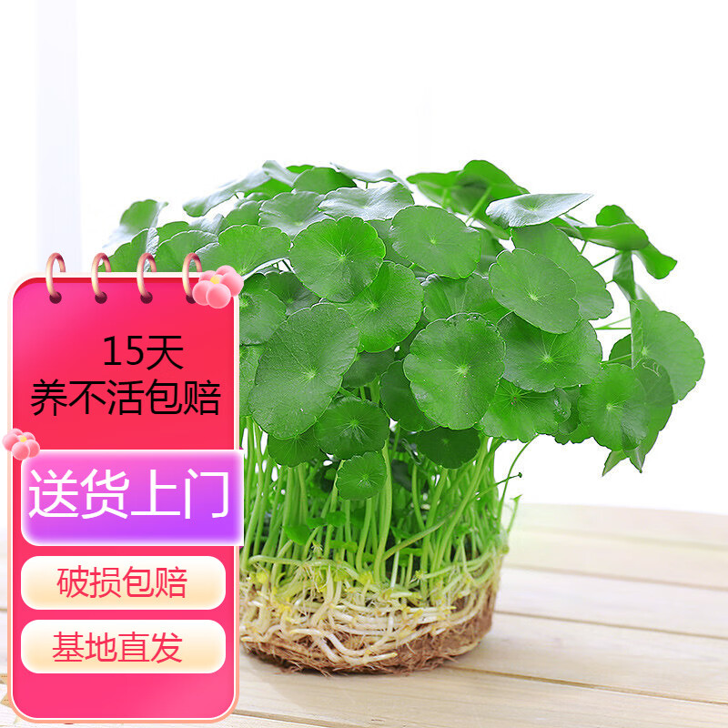 带叶铜钱草水培植物室内盆栽客厅桌面水养绿植花卉z6 原土1盆【100