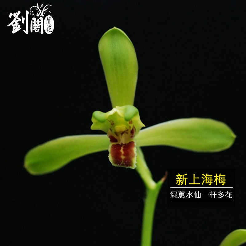 刘阁兰花苗 新上海梅 蕙兰绿壳水仙精品冬带花苞室内阳台花卉盆栽 2苗