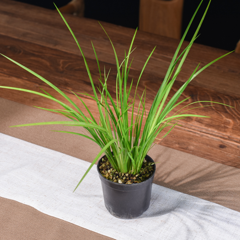 桌面绿植菖蒲胧月盆景素材金钱黄金姬金凤凰有栖川植物室内盆栽 胧月