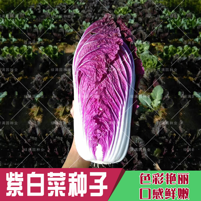 紫宝紫白菜种子 紫色包心大白菜紫裔紫红叶白菜 秋播蔬菜种子 20粒