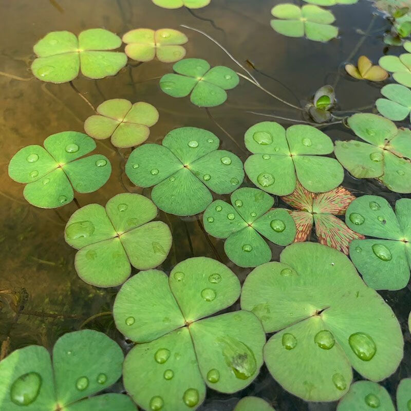 美漾田字萍水生幸运草四叶萍四叶草水生植物净化水质易成活水缸浮萍