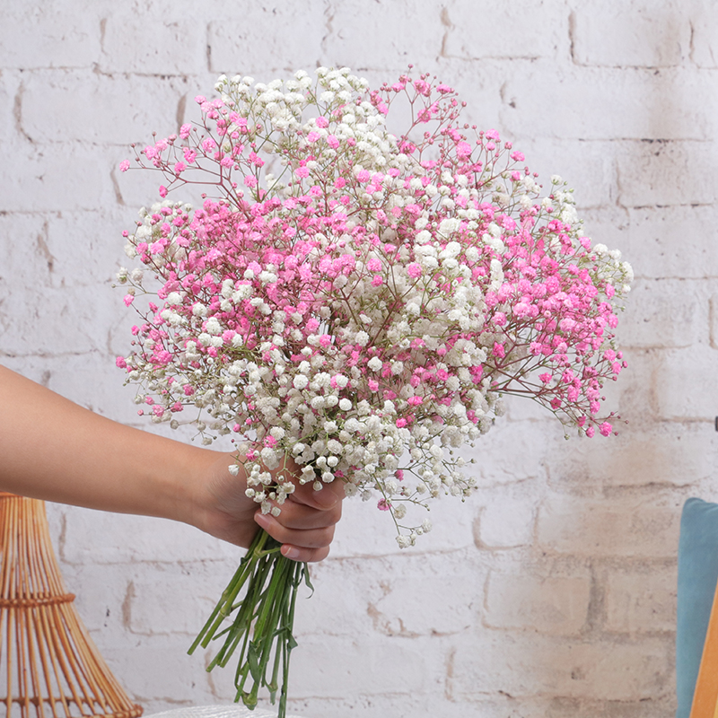 爱满(aiman) 云南天然满天星干花束家居装饰客厅餐桌插花小清新真花